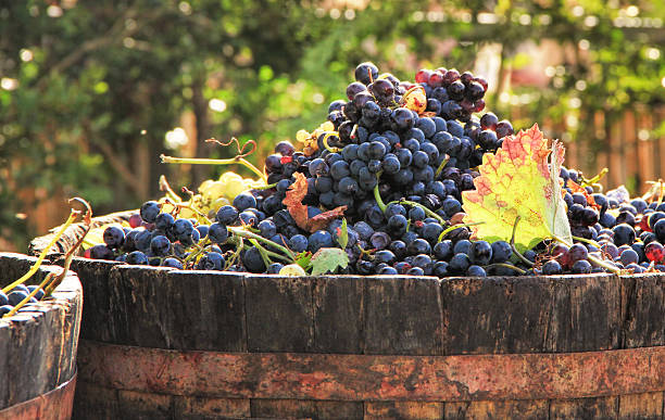 포도 수확 - winery autumn vineyard grape 뉴스 사진 이미지