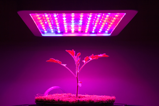 young tomato plant under LED grow light, closeup view