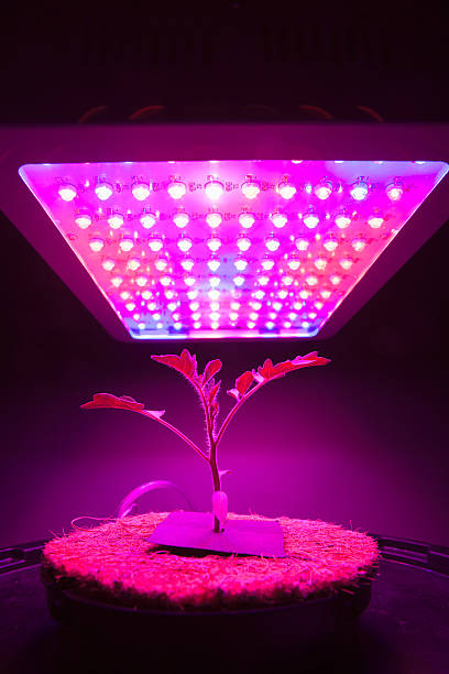 istock young tomato plant under LED grow light 519556308