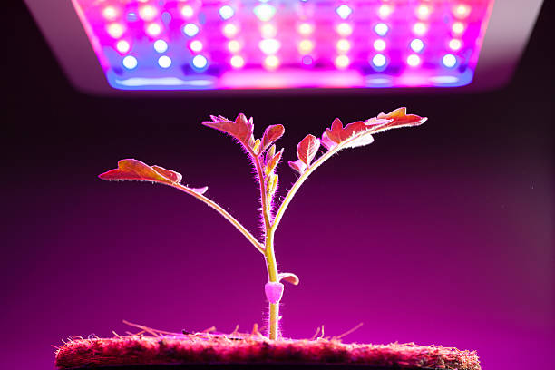 istock young tomato plant under LED grow light 519556328