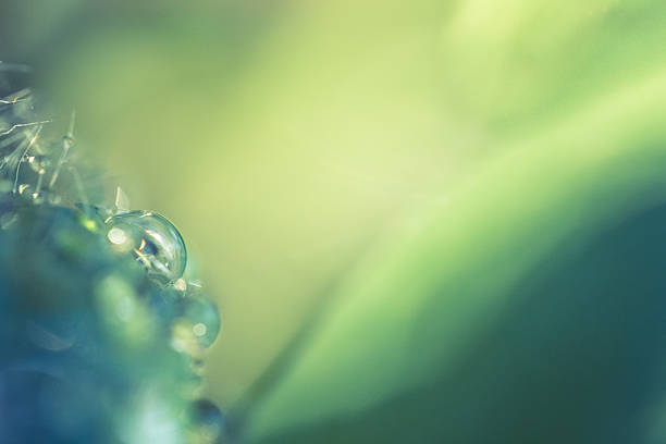 istock Rain drop on green plant closeup with room for copy 519556675