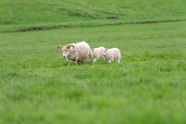 istock sheep grazing on a green pasture 519557023