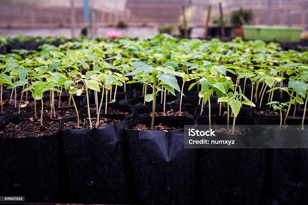 Seedlings are ready for planting For species to Agriculture Stock Photo
