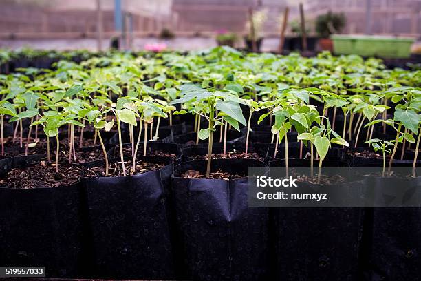 Seedlings Are Ready For Planting For Species To Stock Photo - Download Image Now - Agriculture, Dirt, Environmental Conservation
