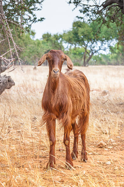 istock Morrocan goats in the field 519557275