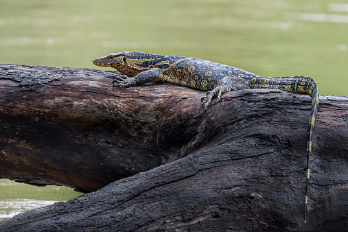 Monitor lizards(Varanus varius) taking sunbathe on the wood in nature at Khaoyai national park,Thailand