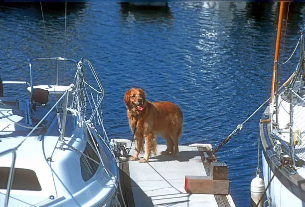 Photo of Golden Retriever on Dock Between Two Yachts