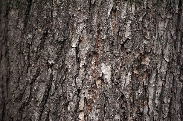 istock Texture of tree bark covered with green moss 519558837