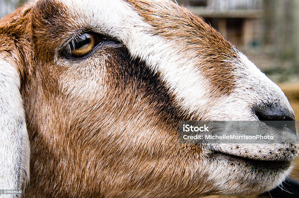 Angio-Nubian goat Close up of a Nubian goat Agriculture Stock Photo