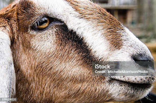 Angionubian Goat Stock Photo - Download Image Now - Agriculture, Animal, Animal Body Part