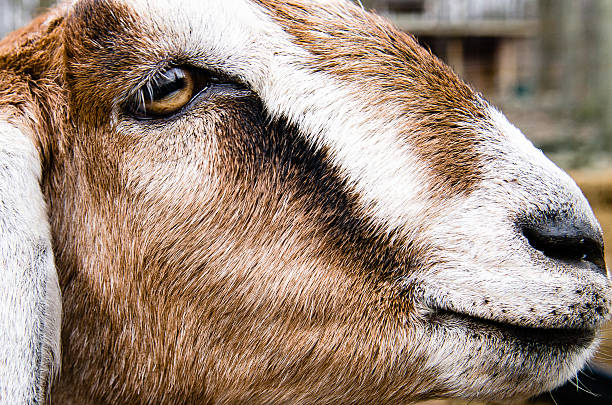 ангионевротический nubian коза - angio стоковые фото и изображения