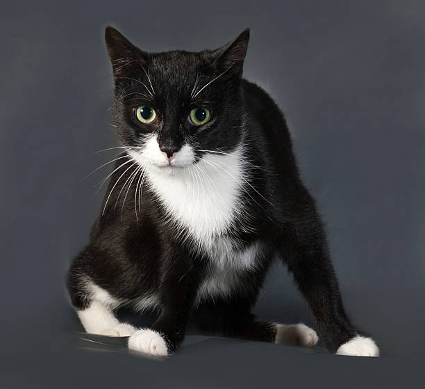 istock Black and white cat sitting on gray 519559539