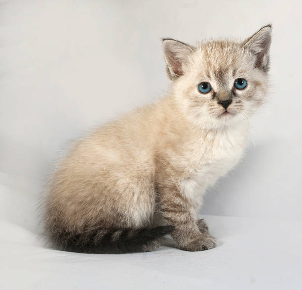 istock Seal point kitten with blue eyes sitting on gray 519559569