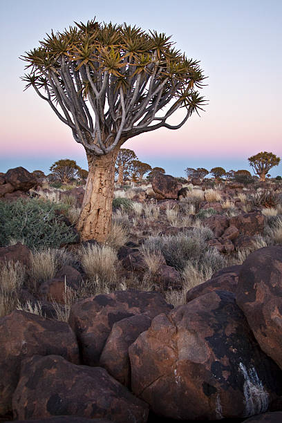 istock Quivertree and pink sky portrait 519560417
