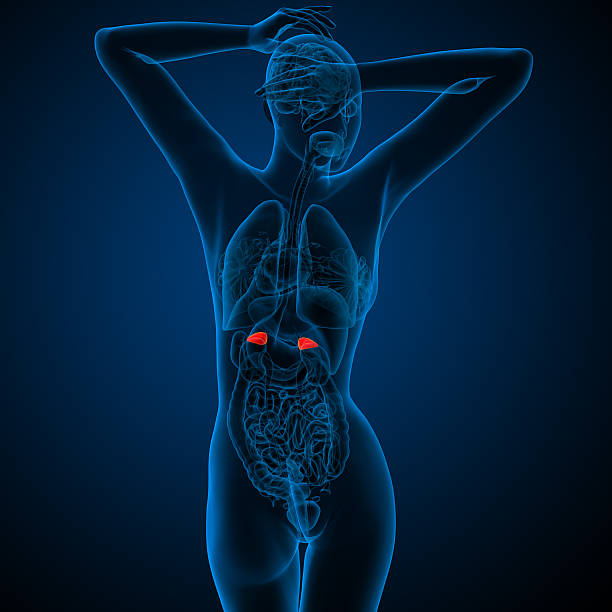 3 d render medizinische illustration der menschlichen adrenal Drüsen – Foto