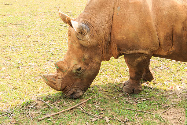 zbliżenie duże white rhinoceros (ceratotherium simum) - rhinoceros savannah outdoors animals in the wild zdjęcia i obrazy z banku zdjęć