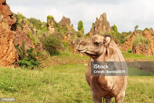 Closeup Camelus Dromedarius Stock Photo - Download Image Now - Africa, Animal, Animal Body Part