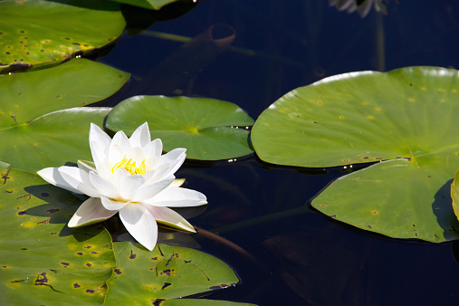 Beautiful white water lily on calm pond surface.