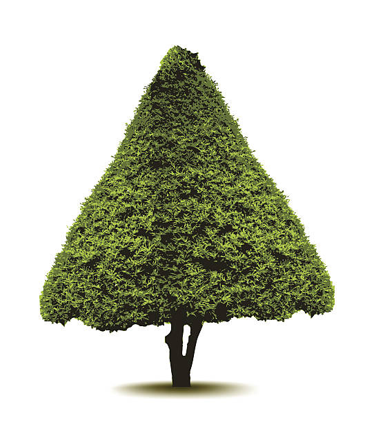 istock Topiary Landscape plant in the form of a Christmas tree. 519569991