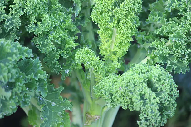 Photo showing a patch of lush green curly kale plants, growing in an allotment vegetable garden in the autumn.  Kale (borecole) is a particularly hardy variety of brassica (Latin name: brassica oleracea) and happily tolerates harsh cold weather.  Closely related to wild cabbage, curly kale is known for its dark green, tightly curled leaves, which attract water droplets / morning dew drops.  The leaves are best picked when they are young and at their most tender.