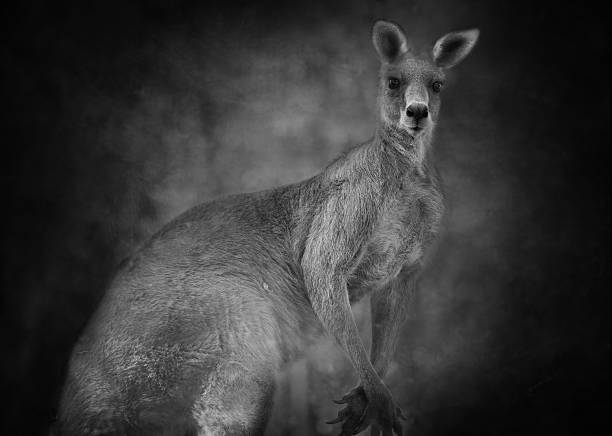 istock Australian kangaroo (Macropus giganteus)  in black and white 519571043