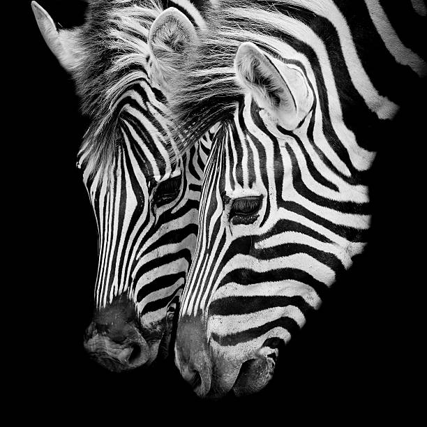 istock Headshot of a Burchell's Zebra 519571107
