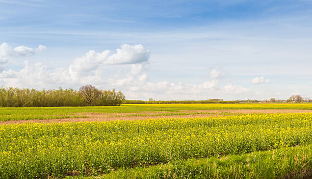 istock Cultivation of Rapeseed in the Netherlands 519571131