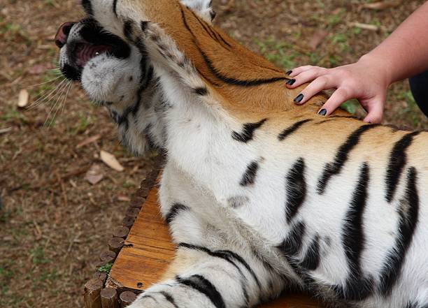 istock Tiger being petted by human hand 519572197