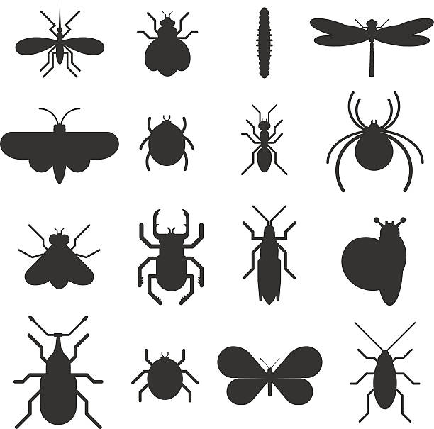 ilustraciones, imágenes clip art, dibujos animados e iconos de stock de insecto icono plana negra silueta conjunto aislado sobre fondo blanco - mosca insecto ilustraciones