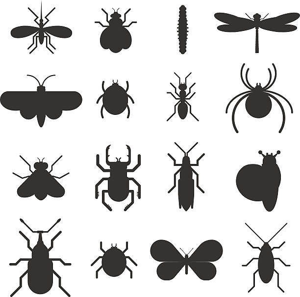 illustrations, cliparts, dessins animés et icônes de insecte icône de silhouette noire à régler seul sur fond blanc - ladybug insect isolated nature