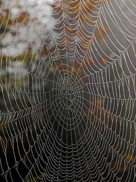 Outdoor close up photography from a spiderweb wet with dew.