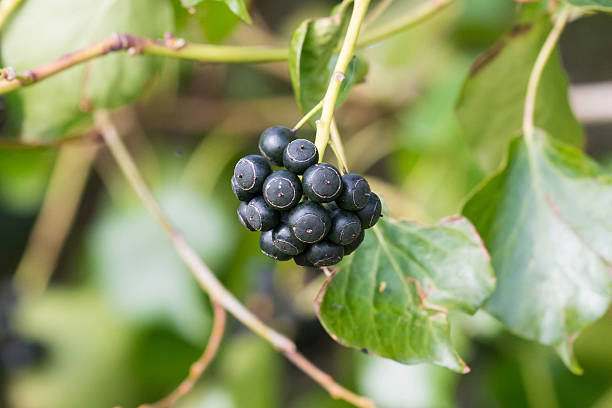 Ivy Berries in Autumn stock photo