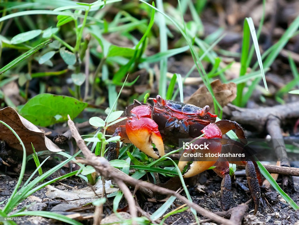 Tropical Redclawed Crab Stock Photo - Download Image Now - Animal