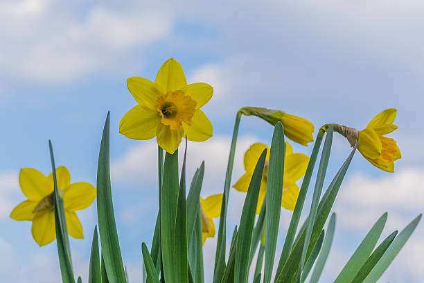 istock narcissus flower under blue sky horizontal 519573460