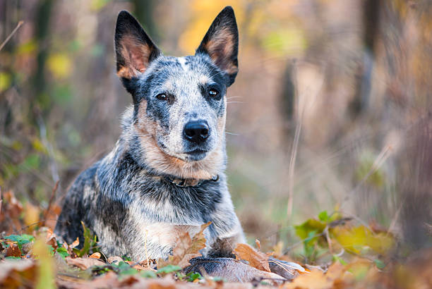 istock Fall portrait of Australian cattle dog 519574005