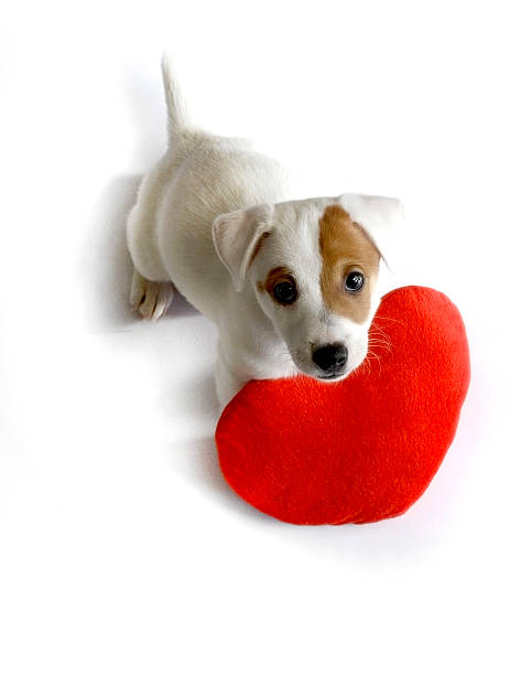 istock cute dog with red valentine heart 519574017