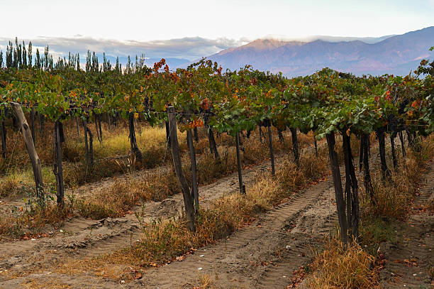istock Fruity Wineyards of Cafayate in North Argentina 519574199