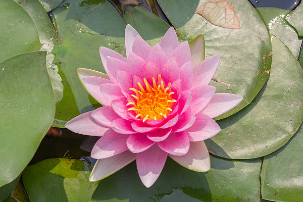 istock Lotus or water lily 519574294