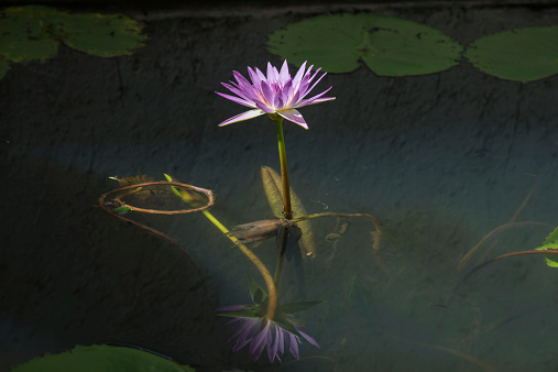 lotus flower with reflection in pond