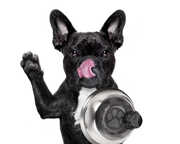 istock Hungry dog with bowl 519574588
