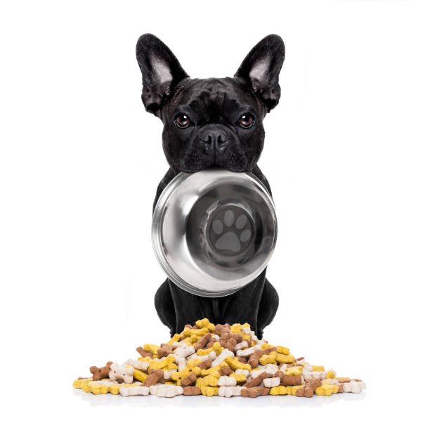 istock hungry dog with bowl 519574602