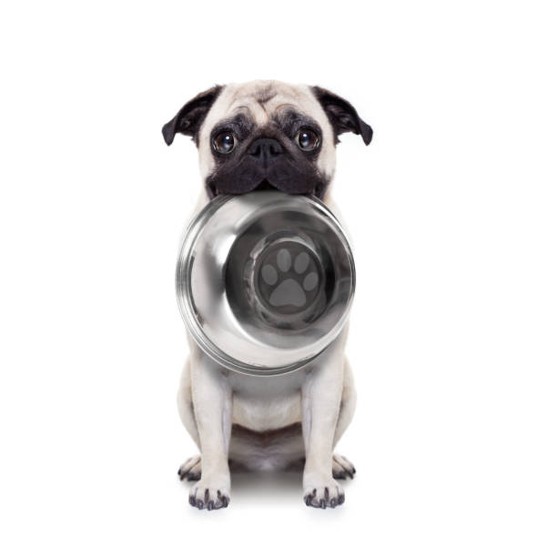 istock Hungry dog with bowl 519574650