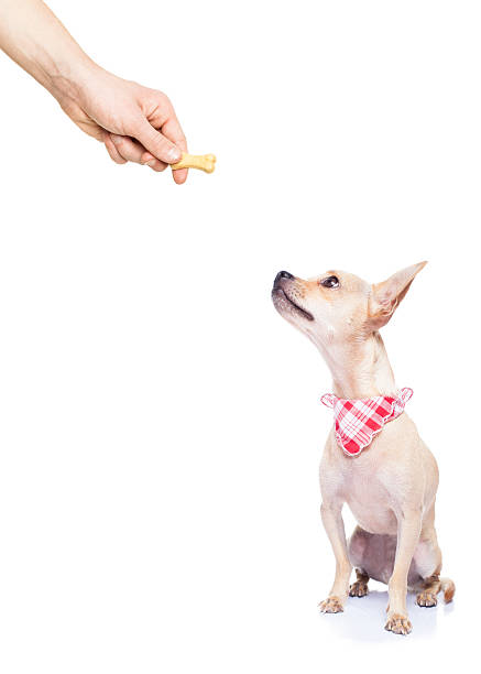 istock hungry dog with owner hand 519574666