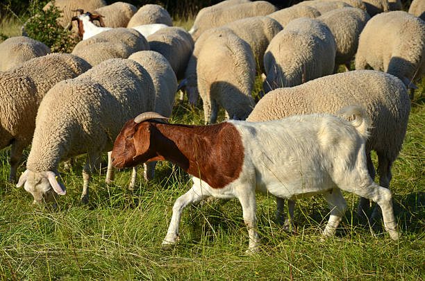 istock Flock of sheep with goats 519575807