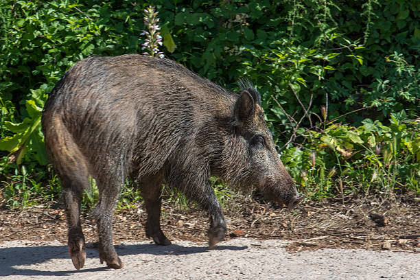 boars boars tarde stock pictures, royalty-free photos & images