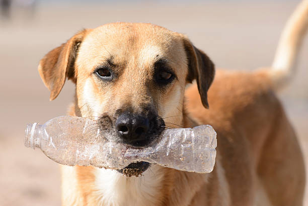 Dog with Bottle stock photo