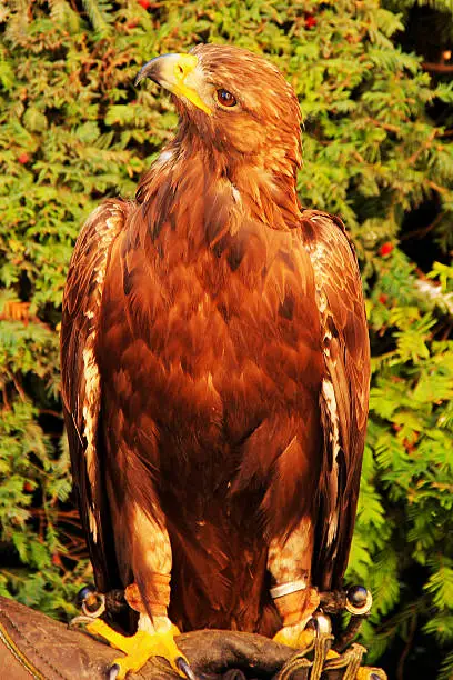 Photo of Eagle (Aquila chrysaetos)