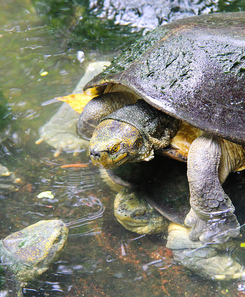 istock Turtles are mating with their body 519576759