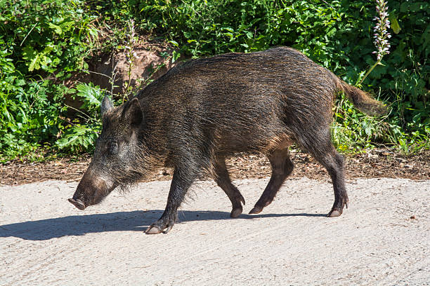 boars boars tarde stock pictures, royalty-free photos & images