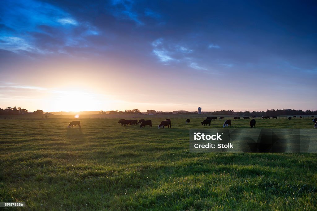 Bright Sun A landscape image from New Zealand New Zealand Stock Photo